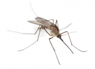 Купить ловушки Mosquito Magnet до начала дачного сезона